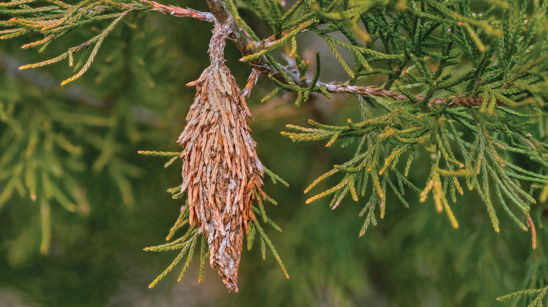 bagworm